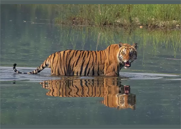 Bengal tiger (Panthera tigris tigris) walking through river, snarling, Bardia National Park, Terai, Nepal. Endangered