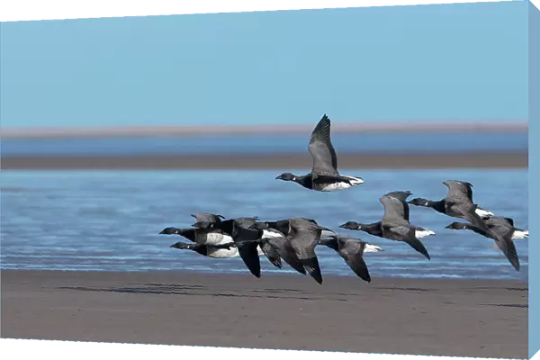 Brent geese (Branta bernicla) small flock in flight over coastal feeding grounds, Lindisfarne National Nature Reserve, Northumberland, UK. February