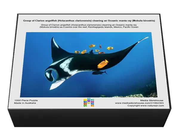 Group of Clarion angelfish (Holacanthus clarionensis) cleaning an Oceanic manta ray (Mobula birostris) as it swims over the reef, Revillagigedo Islands, Mexico, Pacific Ocean