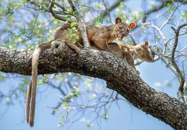 Fosa (Cryptoprocta ferox) pair, mating in forest canopy, Zombitse-Vohibasia National Park, central south western Madagascar