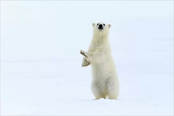 Polar bear (Ursus maritimus) very young cub, probably only a few months old, standing up to take a look around, northern Svalbard, Norway, June