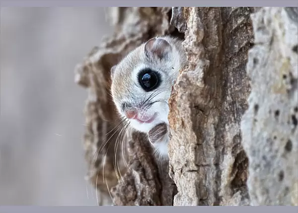 Siberian flying squirrel (Pteromys volans orii) peeking out from its nest, just before emerging for evening of foraging in treetops. Hokkaido, Japan. March