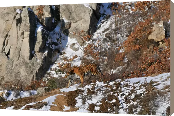 Amur  /  Siberian Tiger (Panthera tigris altaica) female in the wild, on a hillside, Lazovskiy zapovednik  /  Lazo Reserve protected area, Primorskiy krai, Far Eastern Russia, February 2012