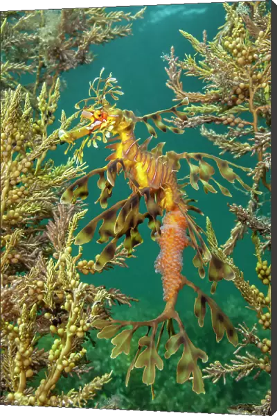 Leafy seadragon (Phycodurus eques) demonstrates the effectiveness of its camouflage as it shelters amongst seaweeds. This individual is a male carrying eggs. Wool Bay Jetty, Edithburgh, Yorke Peninsular, South Australia
