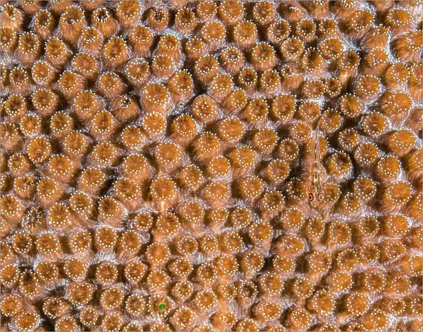 Common ghostgoby (Pleurosicya mossambica) camouflaged on a hard coral colony (Plesiastrea sp. ), Ambon Bay, Maluku Archipelago, Indonesia. Banda Sea
