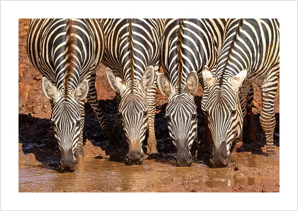 Grant's zebras (Equus quagga boehmi) drinking at waterhole. Tsavo East National Park, Kenya