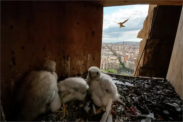 Peregrine falcon (Falco peregrinus) female, flying towards nest box with three chicks, aged 18 days, inside, Sagrada Familia Basilica, Catalonia, Spain. May