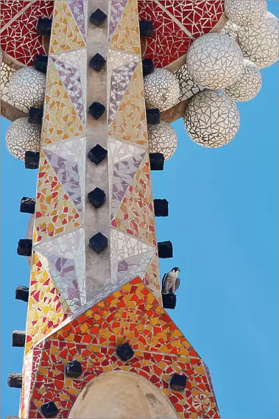 Peregrine falcon (Falco peregrinus) perched on mosaic tower at Sagarada Familia Basilica, Barcelona, Catalonia, Spain. May