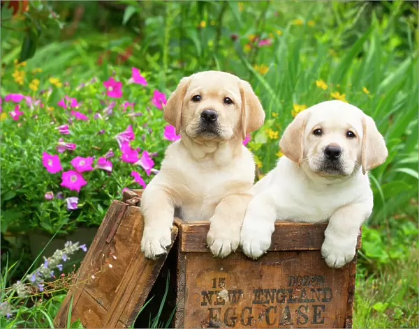 Two yellow Labrador retriever puppies, males, side by side in wooden box in garden next to summer flowers, Haddam, Connecticut, USA. July