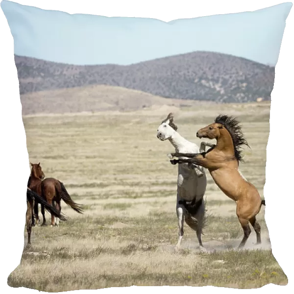 Two wild Onaqui stallions (Equus ferus) fighting for dominance in between their respective herd. Onaqui Mountain Herd Management Area, Utah, USA. September