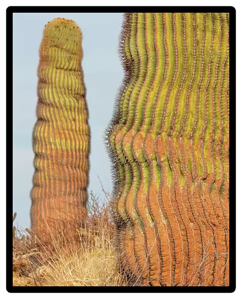 Santa Catalina barrel cactus (Ferocactus diguetii diguetii). Santa Catalina Island, Loreto Bay National Park, Sea of Cortez, Mexico. May