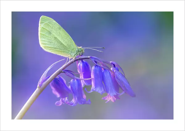 Small white butterfly (Pieris rapae) resting on bluebell (Hyacinthoides non-scripta), Boscastle, Cornwall, UK. April