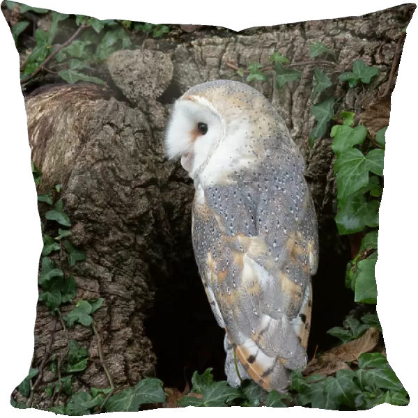 Barn owl (Tyto alba) perched at entrance to tree hollow, Hampshire, UK. October. Captive, controlled conditions