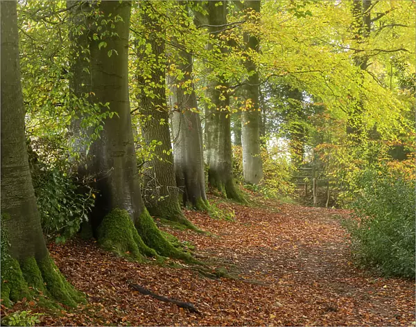 Footpath through Hazel (Corylus avellana) woodland in autumn, Cotswolds, Gloucestershire, England, UK. November