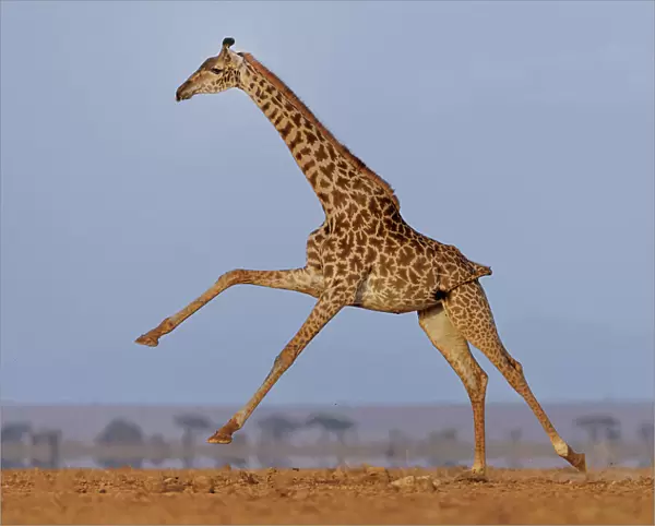 Masai giraffe (Giraffa camelopardalis tippelskirchi) running across plain. Amboseli National Park, Kenya. July. Digitally enhanced