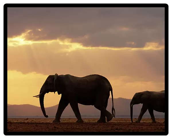 African elephant (Loxodonta africana), female and calf, crossing plain at sunset. Amboseli National Park, Kenya. July