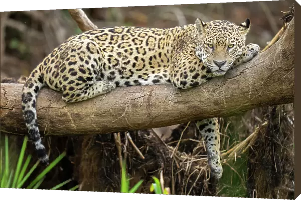 Jaguar (Panthera onca) resting on branch, Cuiaba River, Pantanal wetlands, Mato Grosso, Brazil