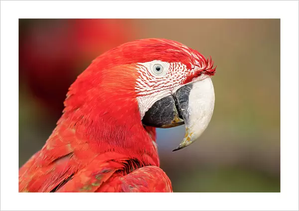 Red and green macaw (Ara chloropterus) head portrait, Burraco das Araras, Pantanal wetlands, Mato Grosso do Sul, Brazil