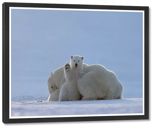 Polar bear (Ursus maritimus) female, resting on ice with cub sitting next to her waving and poking out tongue, Svalbard, Norway. April