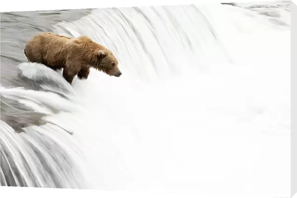 Grizzly bear (Ursus arctos) watching for Salmon at top of waterfall, Brooks Falls, Katmai National Park, Alaska, USA. July