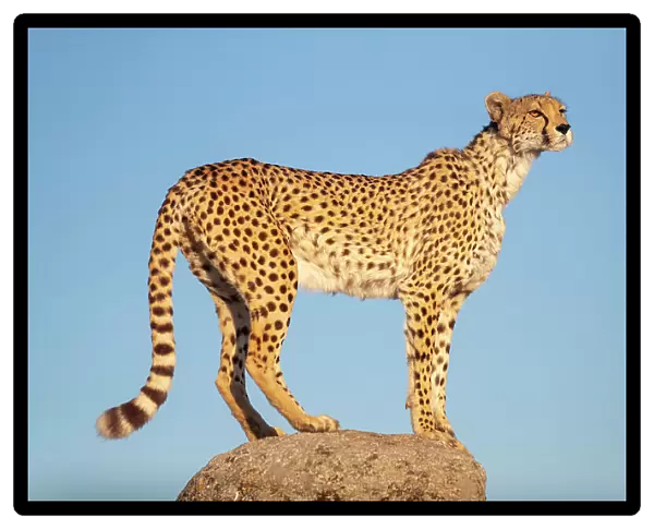 Cheetah (Acinonyx jubatus) standing on top of a rock, Spain. Captive