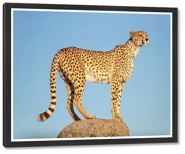 Cheetah (Acinonyx jubatus) standing on top of a rock, Spain. Captive