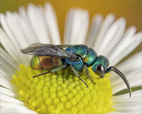 Ruby-tailed  /  Cuckoo wasp (Chrysis comparata) on Mexican daisy  /  Fleabane (Erigeron karvinskianus). Podere Montecucco, Orvieto, Italy. June