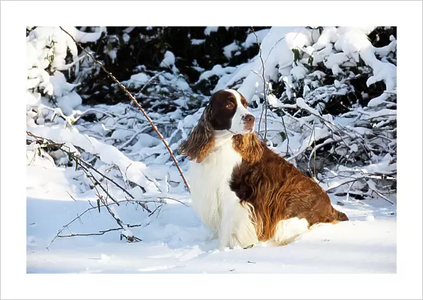 English springer spaniel, male, sitting in snow portrait, Waterford, Connecticut, USA. December