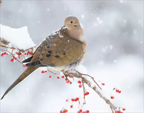 Mourning dove (Zenaida macroura) perched on branch in snow storm; Milford, Connecticut, USA. February