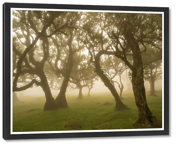 Ancient Laurel forest  /  Laurisilva UNESCO World Heritage Site, Maderia