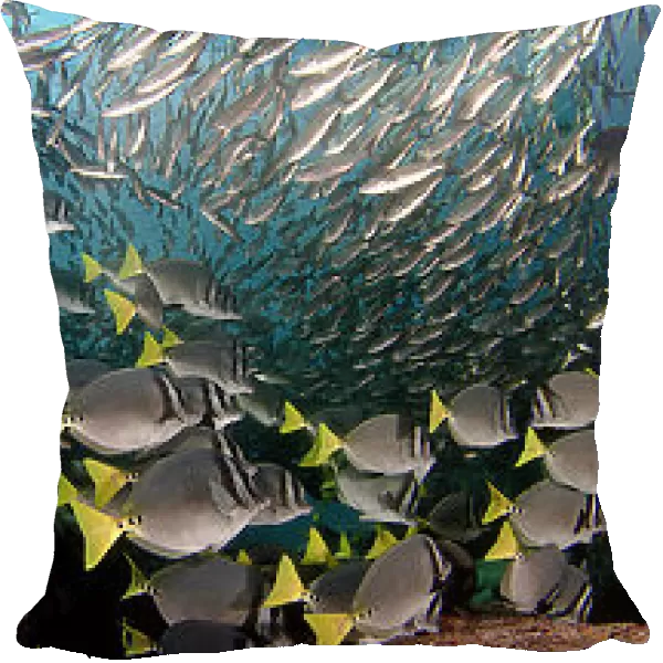 Schooling Black Striped Salema  /  Snapper (Xenocys jessiae) and Yellowtail Surgeonfish (Prionurus laticlavius). Galapagos Islands, Equador. Three images were stitched to create this panorama
