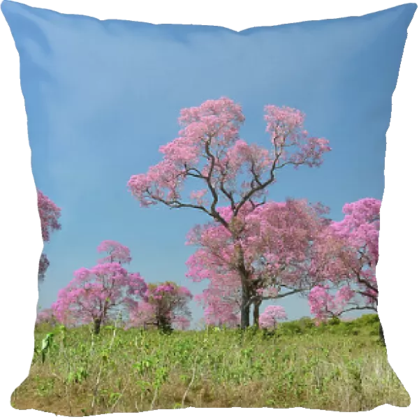 Pink Ipe trees (Tabebuia ipe  /  Handroanthus impetiginosus) in flower, Pantanal, Mato Grosso State, Western Brazil