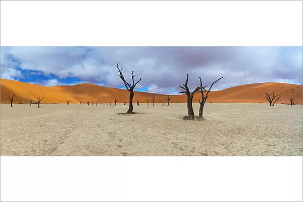 Dead Camel thorn trees (Vachellia  /  Acacia erioloba) with distant sand dunes, Deadvlei, Namib-Naukluft National Park, Namibia, Africa, June 2015
