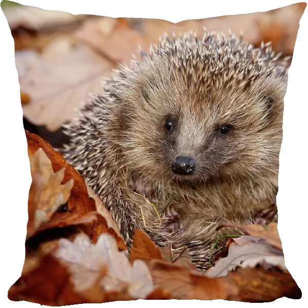Hedgehog (Erinaceus europaeus) curled up in autumn leaves, Peak District, UK. November