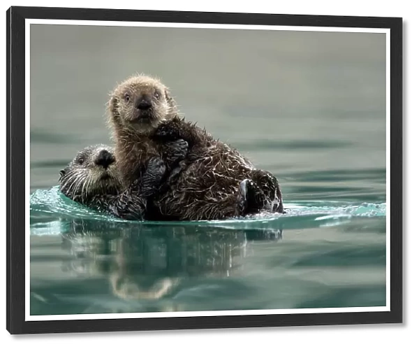 Sea otter (Enhydra lutris) female and pup playing. Alaska, USA, February