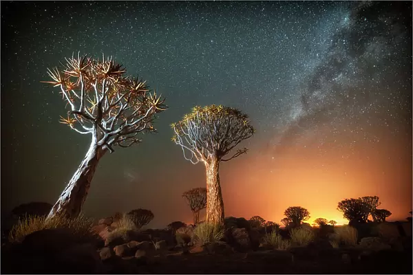 Quiver tree (Aloe dichotoma) with the Milky Way at night, and light pollution from town in the distance, Keetmanshoop, Namibia. Colours accentuated digitally