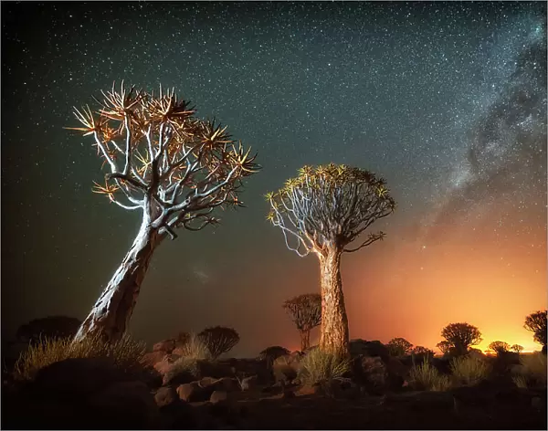 Quiver tree (Aloe dichotoma) with the Milky Way at night, and light pollution from town in the distance, Keetmanshoop, Namibia. Colours accentuated digitally