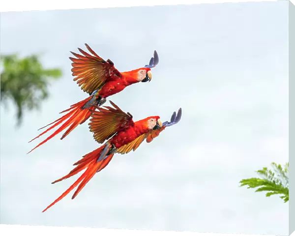 Scarlet Macaw (Ara macao) couple in flight and breaking to land Corcovado National Park, Osa peninsula, Costa Rica