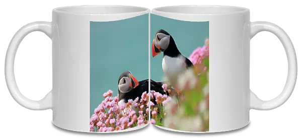 RF - Puffins (Fratercula arctica) pair, resting on cliffside among flowering Sea thrift (Armeria maritima), Great Saltee Island, County Wexford, Republic of Ireland. May. (This image may be licensed either as rights managed or royalty free.)