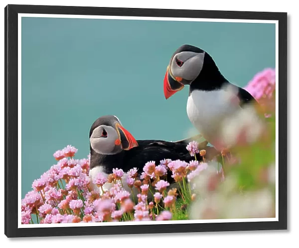 RF - Puffins (Fratercula arctica) pair, resting on cliffside among flowering Sea thrift (Armeria maritima), Great Saltee Island, County Wexford, Republic of Ireland. May. (This image may be licensed either as rights managed or royalty free.)
