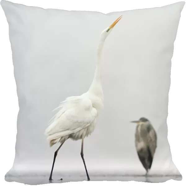 Two Great egrets (Ardea alba) standing opposite each other with Grey heron (Ardea cinerea) in between. Lake Csaj, Pusztaszer, Hungary, January. Winner of the Portfolio category of the Terre Sauvage Nature Images Awards competition 2015