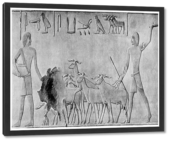 Sheep treading in seed, Ancient Egyptian tomb relief carving, c2000 BC