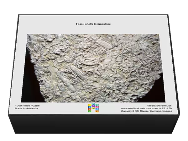 Fossil shells in limestone
