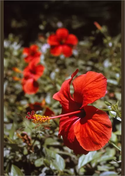 Hibiscus Flower, Rhodes, 20th century. Artist: CM Dixon