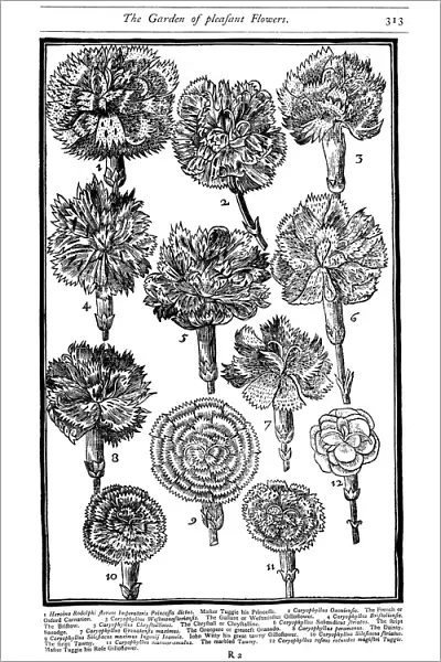 Dianthus (Carnations and Pinks), 1629