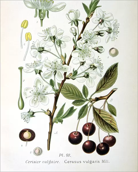 Sour cherry, 1893