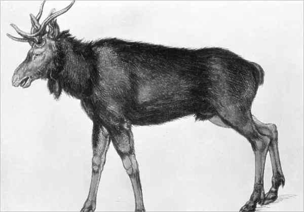 Young Scandinavian Elk with Immature Antlers, late 15th-early 16th century (1913). Artist: Albrecht Durer