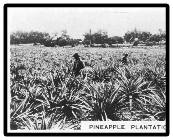 Pineapple plantation, Australia, 1928