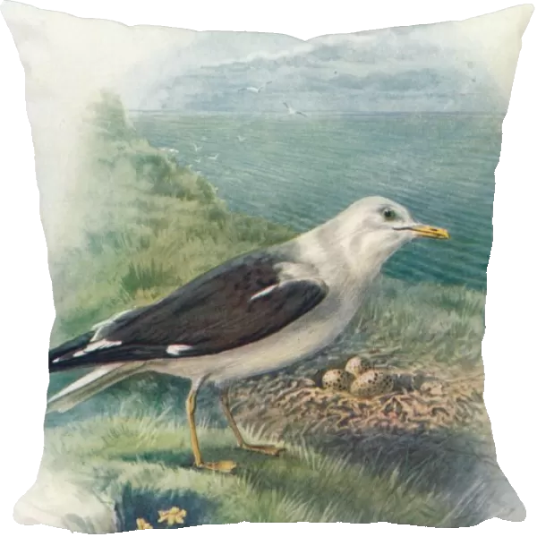 Lesser Black-Backed Gull - Lar us fus cus, c1910, (1910). Artist: George James Rankin