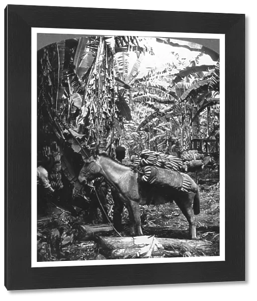 Harvesting bananas, Costa Rica, 1909
